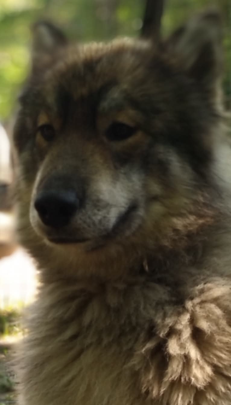 Photo of Wolf, a Siberian Husky  in Arkansas, USA