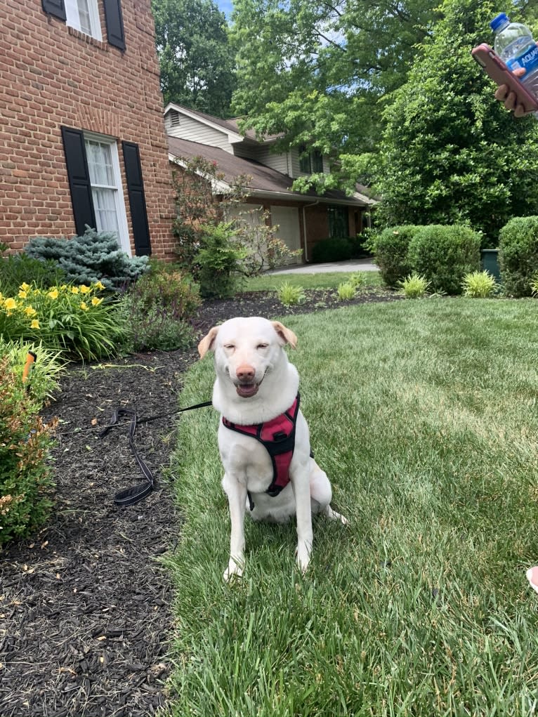 Winnie, a Southeast Asian Village Dog and Golden Retriever mix tested with EmbarkVet.com