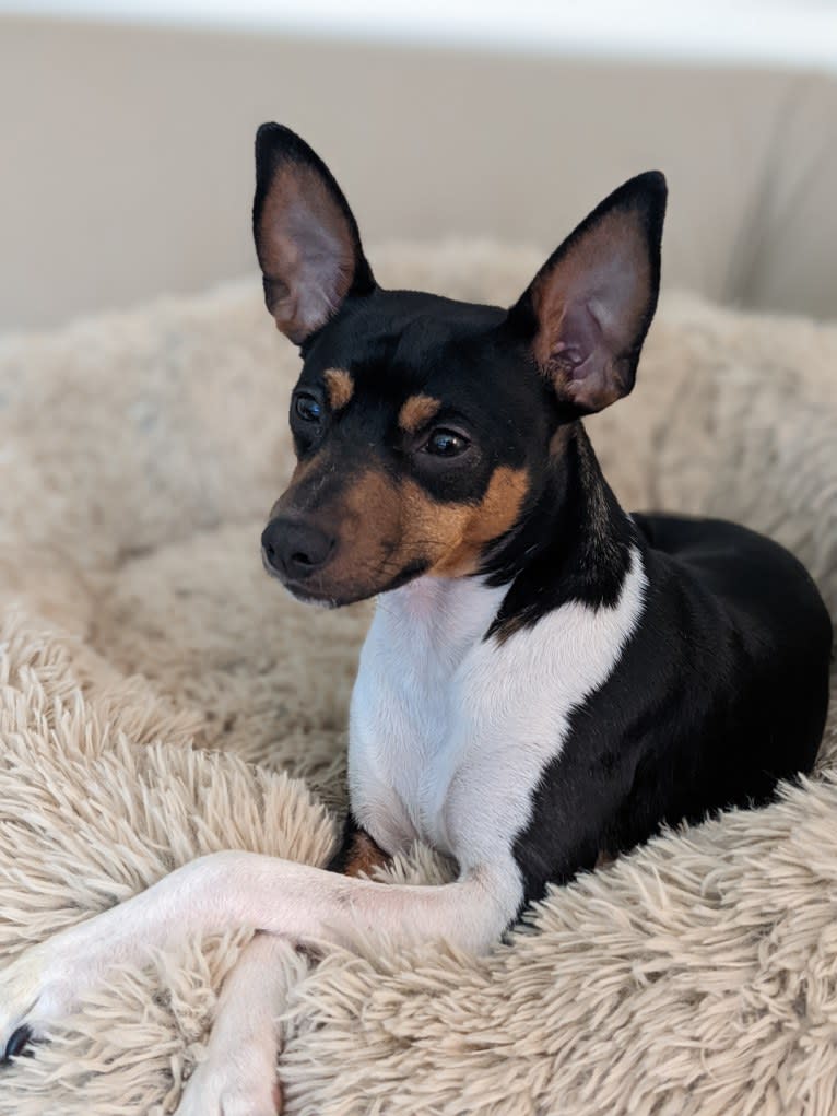 Bode, a Rat Terrier tested with EmbarkVet.com