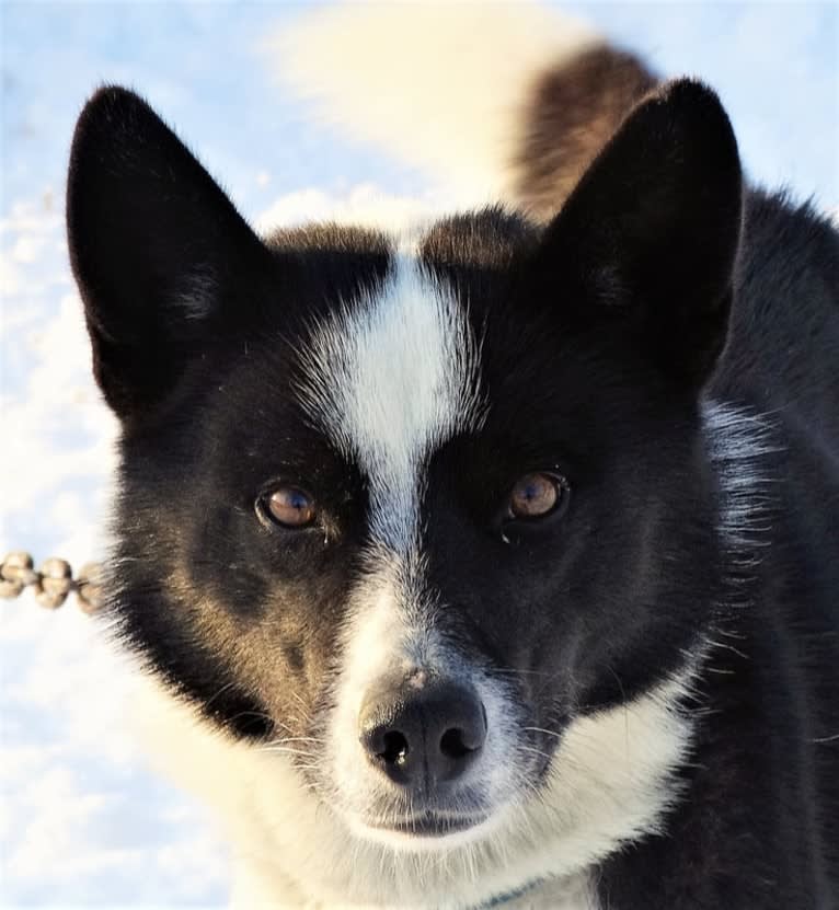 Bob, a Siberian Husky tested with EmbarkVet.com