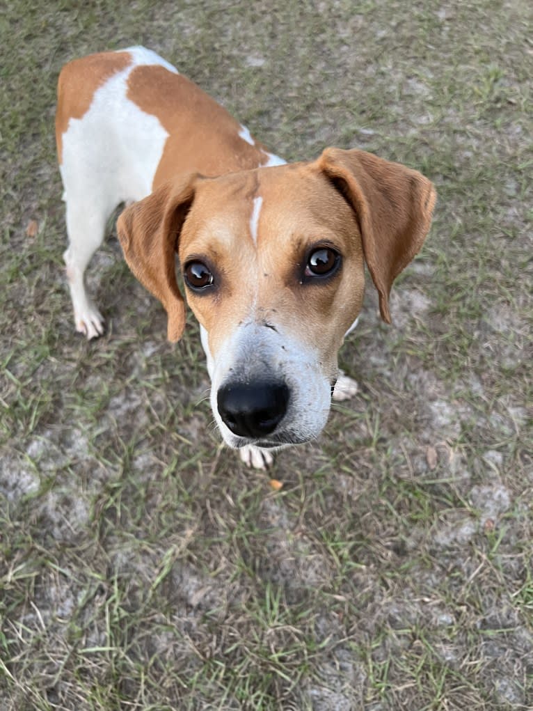 Mary Jane, an American Foxhound and American Pit Bull Terrier mix tested with EmbarkVet.com