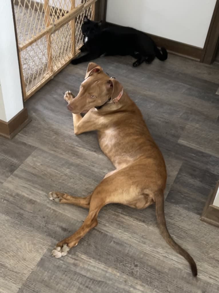 Bristol, an American Pit Bull Terrier and Doberman Pinscher mix tested with EmbarkVet.com