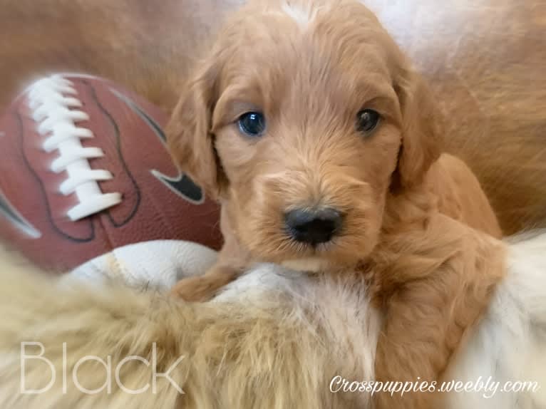 Black Collar, a Goldendoodle tested with EmbarkVet.com