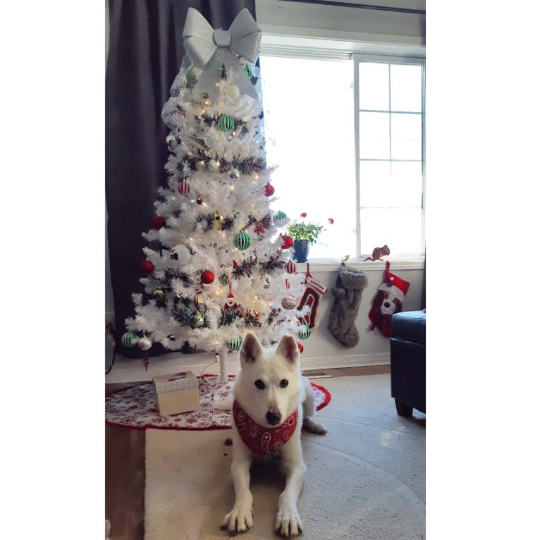 Charlie, an Alaskan-type Husky tested with EmbarkVet.com