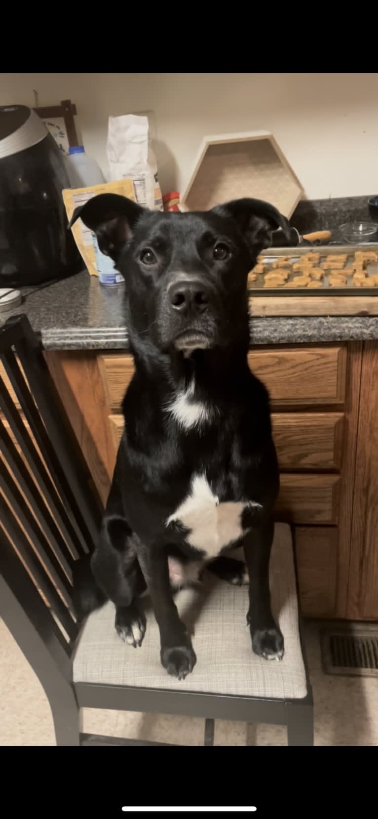 Arlo, an American Pit Bull Terrier and Chow Chow mix tested with EmbarkVet.com