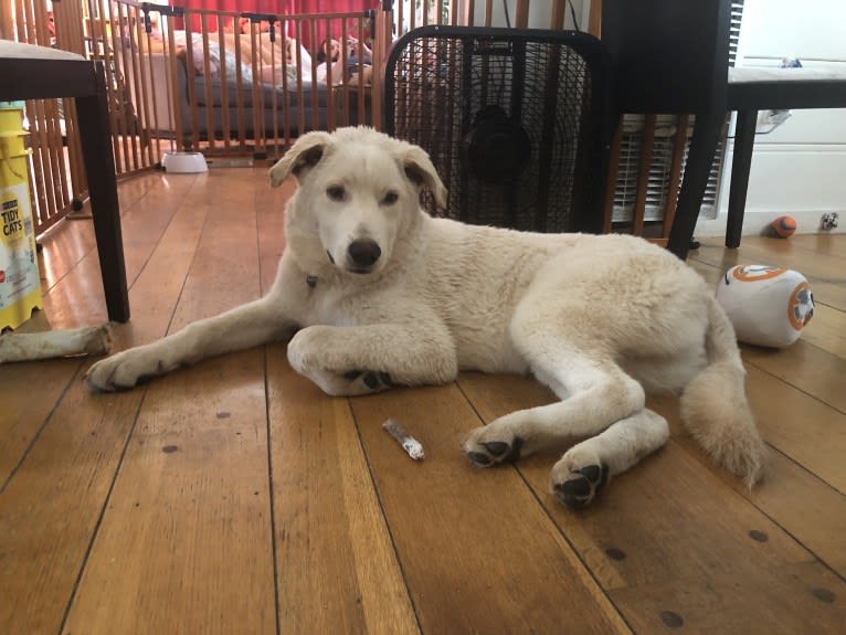 Ludo, a German Shepherd Dog and Border Collie mix tested with EmbarkVet.com