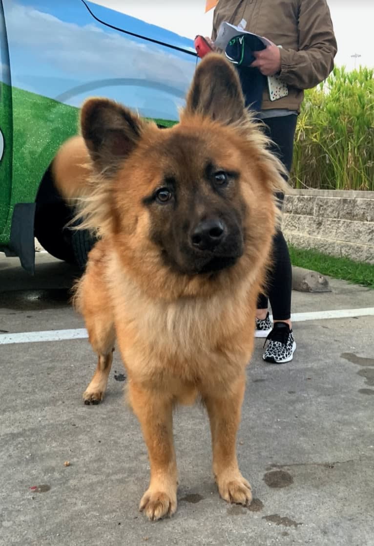 Bruce, a Chow Chow and Siberian Husky mix tested with EmbarkVet.com