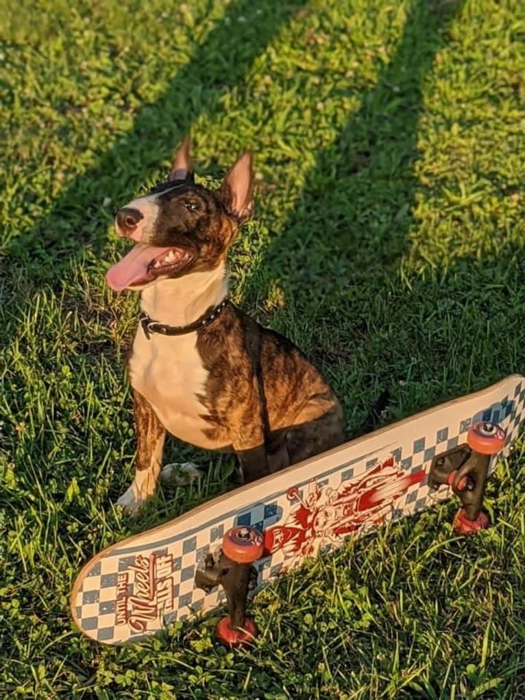 Dippy, a Bull Terrier tested with EmbarkVet.com