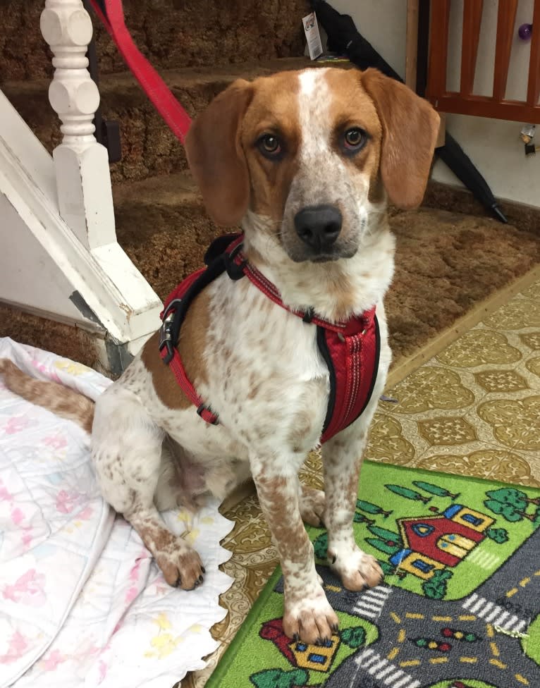 Enzo, a Beagle and Australian Cattle Dog mix tested with EmbarkVet.com