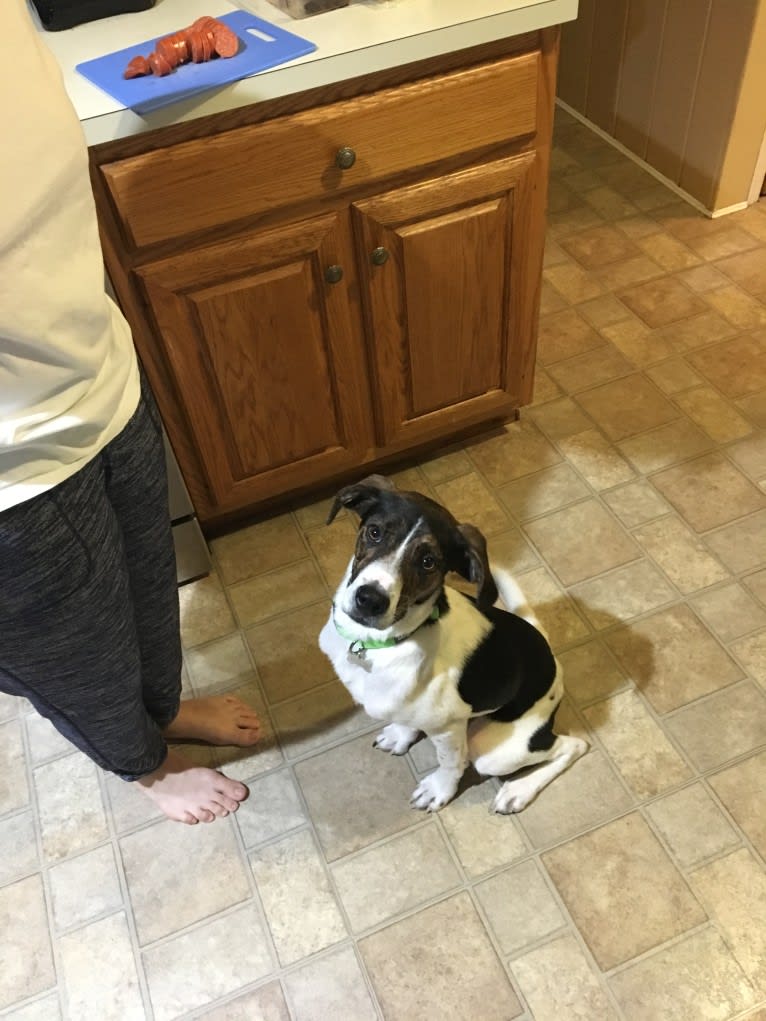 Larry, a Mountain Cur and Labrador Retriever mix tested with EmbarkVet.com