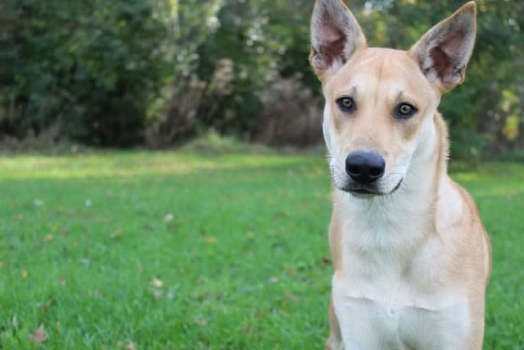 Bones, a Carolina Dog tested with EmbarkVet.com