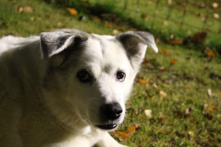 Buddy, an American Eskimo Dog and Norwegian Elkhound mix tested with EmbarkVet.com