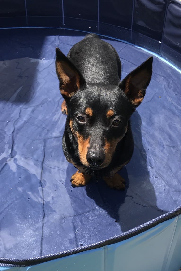 Banksy, a Lancashire Heeler tested with EmbarkVet.com