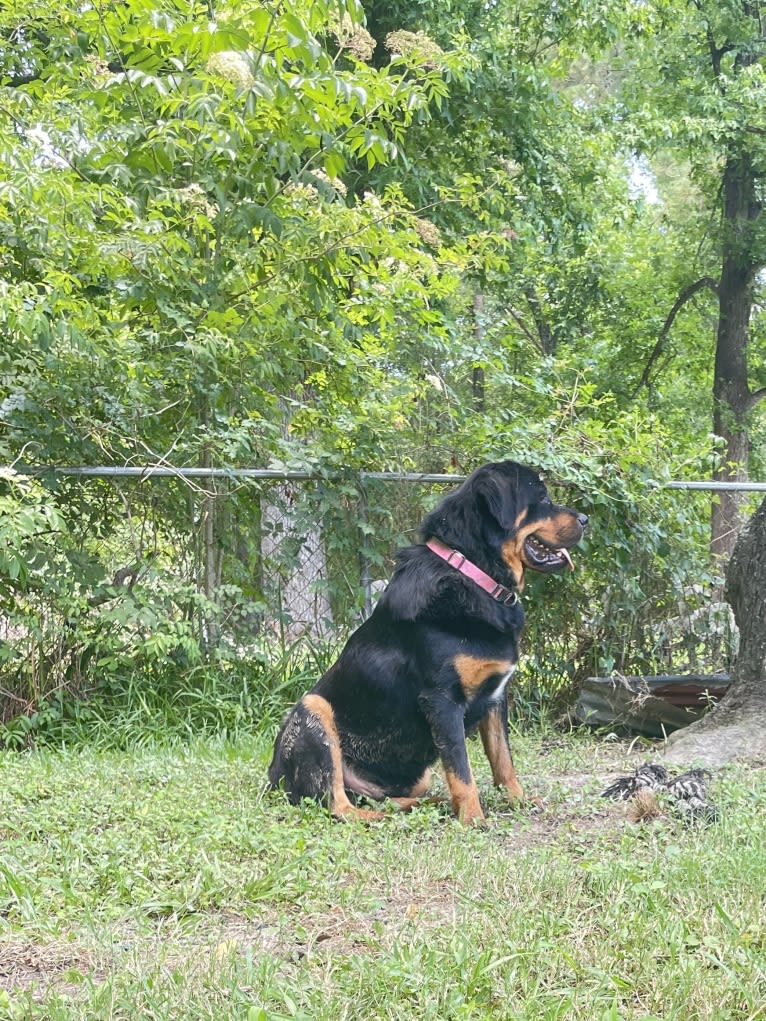 Akuma, a Tibetan Mastiff and Rottweiler mix tested with EmbarkVet.com