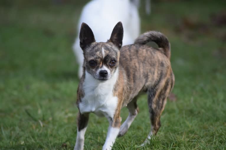 Bella, a Chihuahua tested with EmbarkVet.com