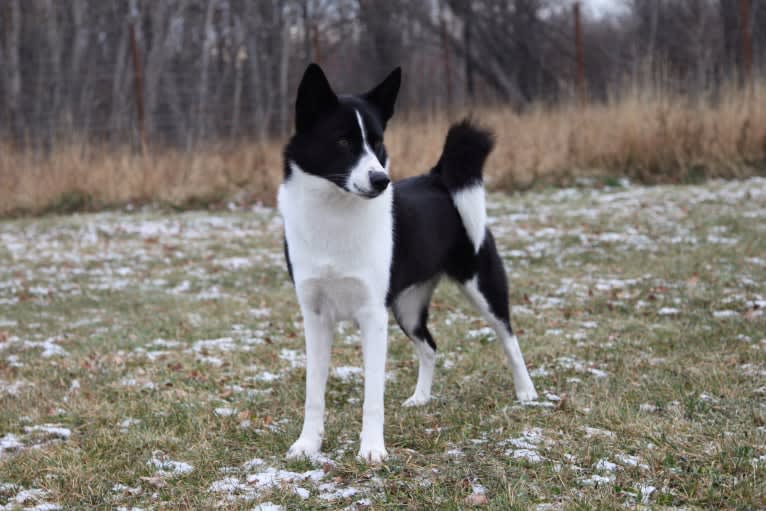 Rohmoivan Evita, a Karelian Bear Dog tested with EmbarkVet.com