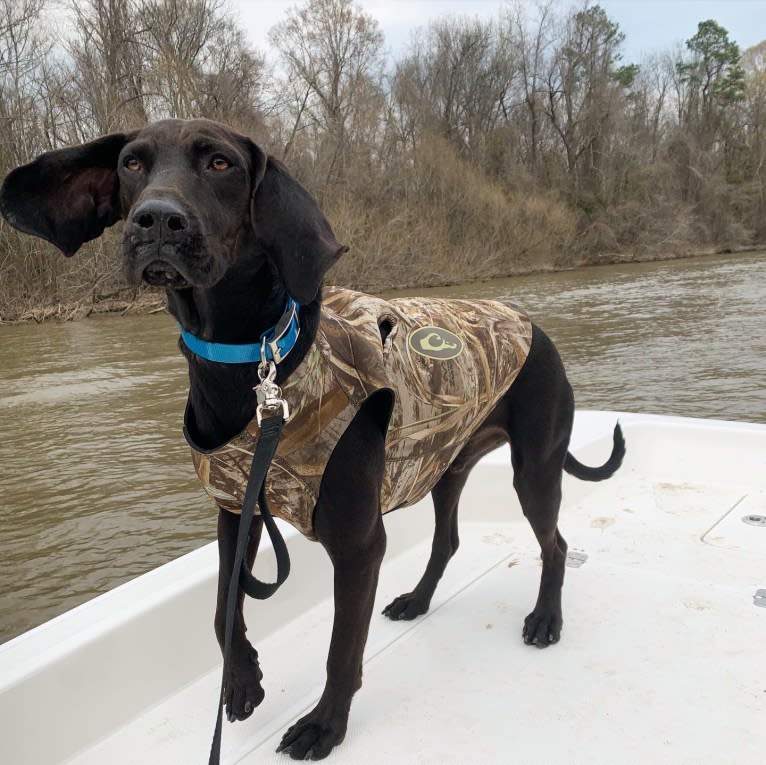 Photo of Moose, a Boykin Spaniel and Redbone Coonhound mix in Sumter, South Carolina, USA