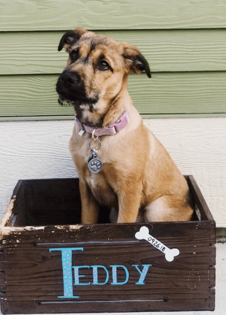 Teddy, an American Pit Bull Terrier and Labrador Retriever mix tested with EmbarkVet.com