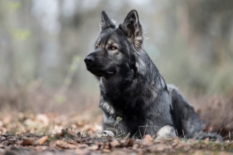 Royal Lady Jazzy van Dorpzicht, a German Shepherd Dog tested with EmbarkVet.com