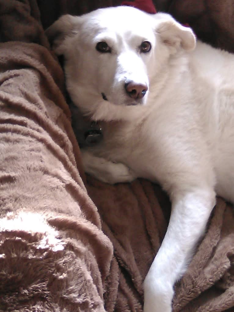 Molly, a Great Pyrenees and Labrador Retriever mix tested with EmbarkVet.com