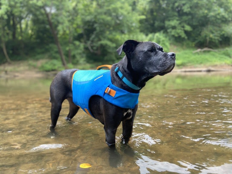 Zhala, a Cane Corso and American Pit Bull Terrier mix tested with EmbarkVet.com