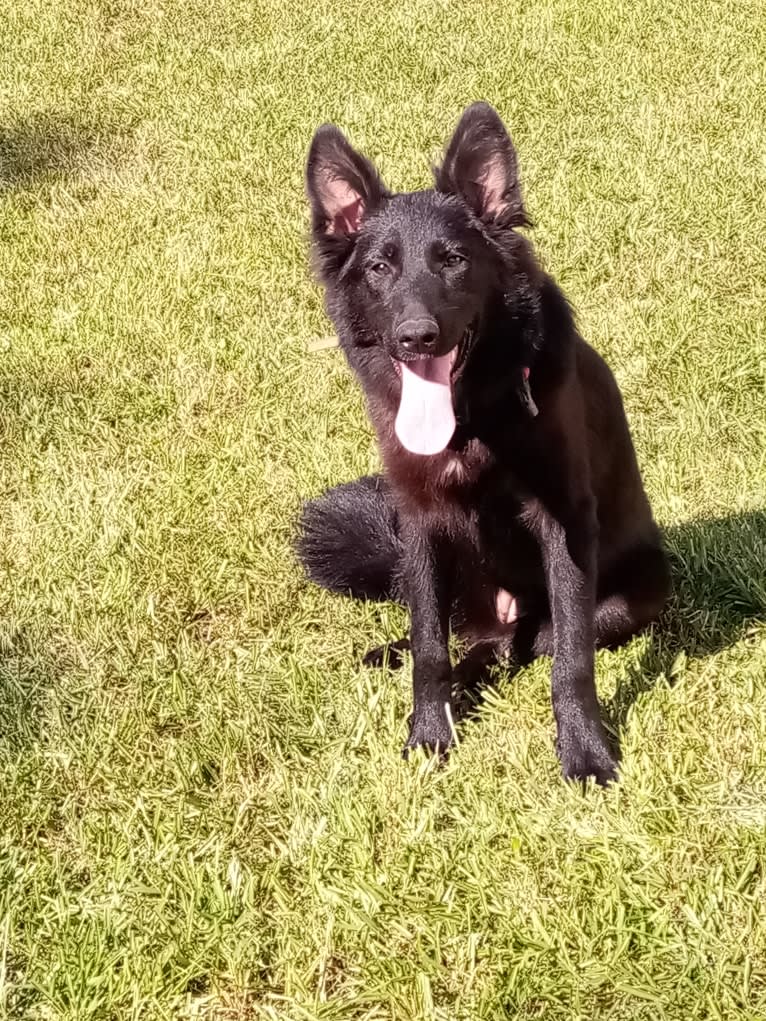 Dixie, a German Shepherd Dog and Australian Shepherd mix tested with EmbarkVet.com