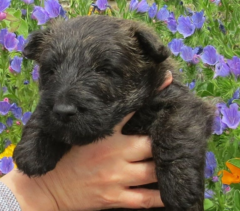 Mungo (TELLANDGRAY LOUIS OF ANCINNEADH), a Scottish Terrier tested with EmbarkVet.com