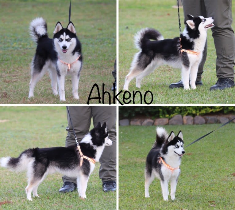 Ahkeno-F3, a Pomsky tested with EmbarkVet.com