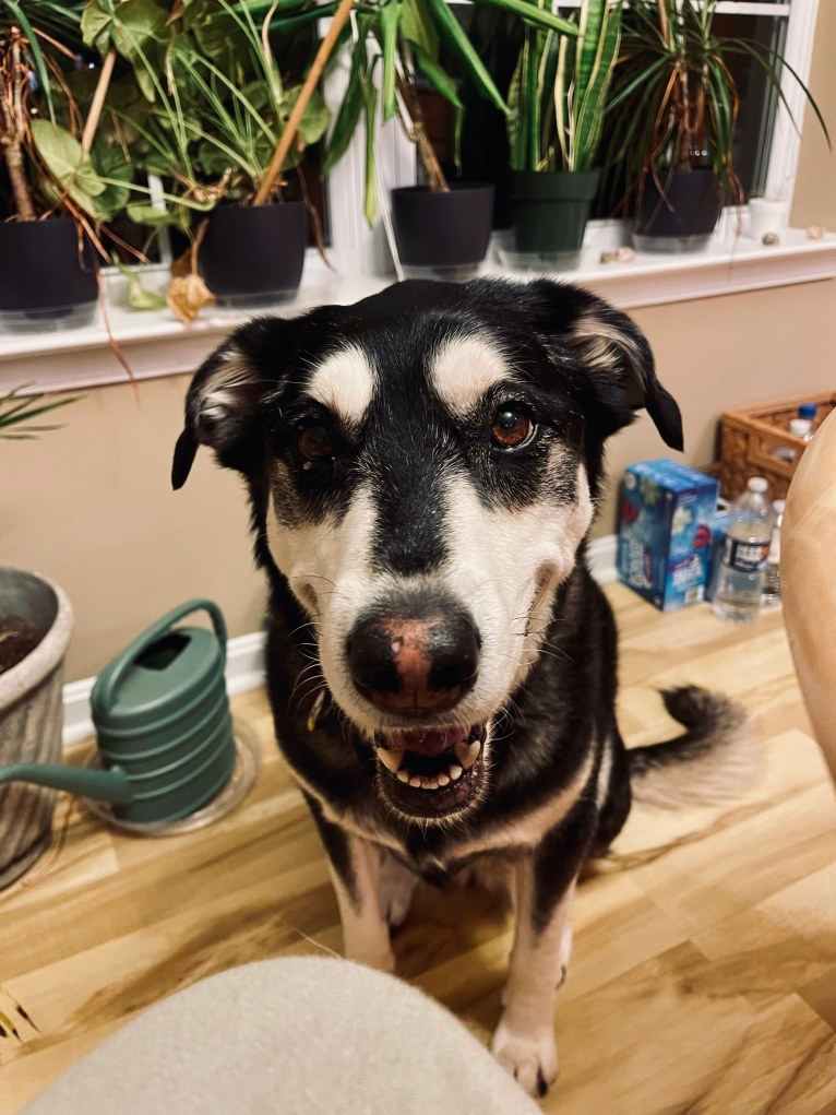 Keira, an Alaskan Malamute and Siberian Husky mix tested with EmbarkVet.com