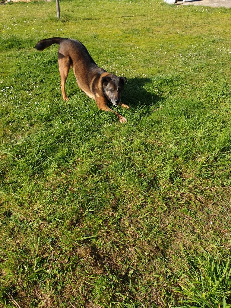 Alfie, a Belgian Malinois and Rottweiler mix tested with EmbarkVet.com