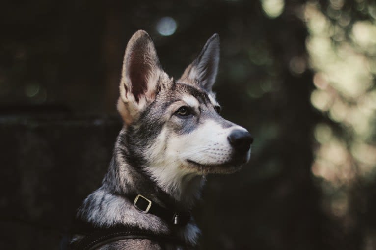 Oberon Wakanda Tachunga, a Saarloos Wolfdog tested with EmbarkVet.com