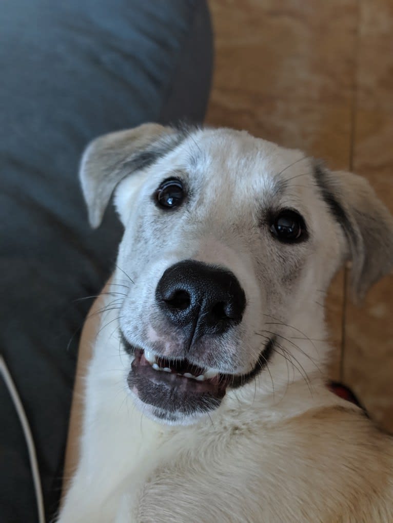 Juno, a Labrador Retriever and Siberian Husky mix tested with EmbarkVet.com