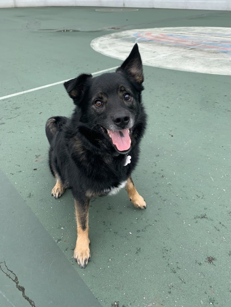 Remy, a Norwegian Elkhound and Australian Shepherd mix tested with EmbarkVet.com