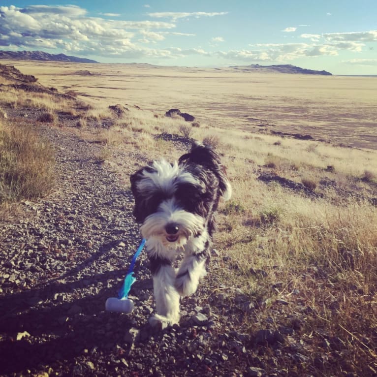 Charlie, a Tibetan Terrier tested with EmbarkVet.com