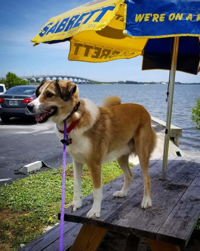 Rufus, a West Asian Village Dog tested with EmbarkVet.com