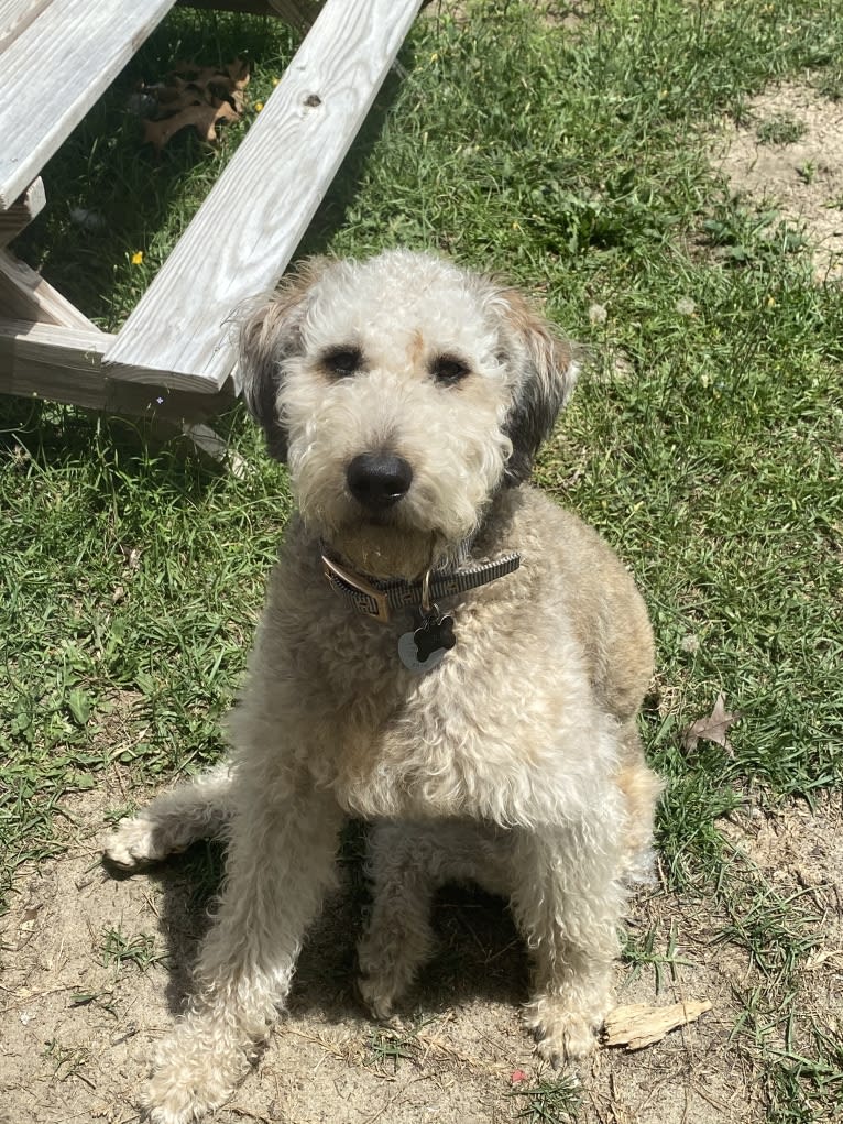 Molly, a Poodle (Standard) and Labrador Retriever mix tested with EmbarkVet.com