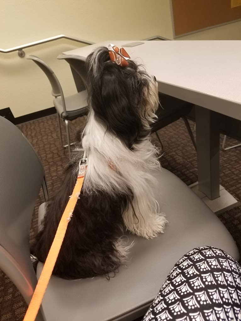 Scrabble, a Maltipoo tested with EmbarkVet.com