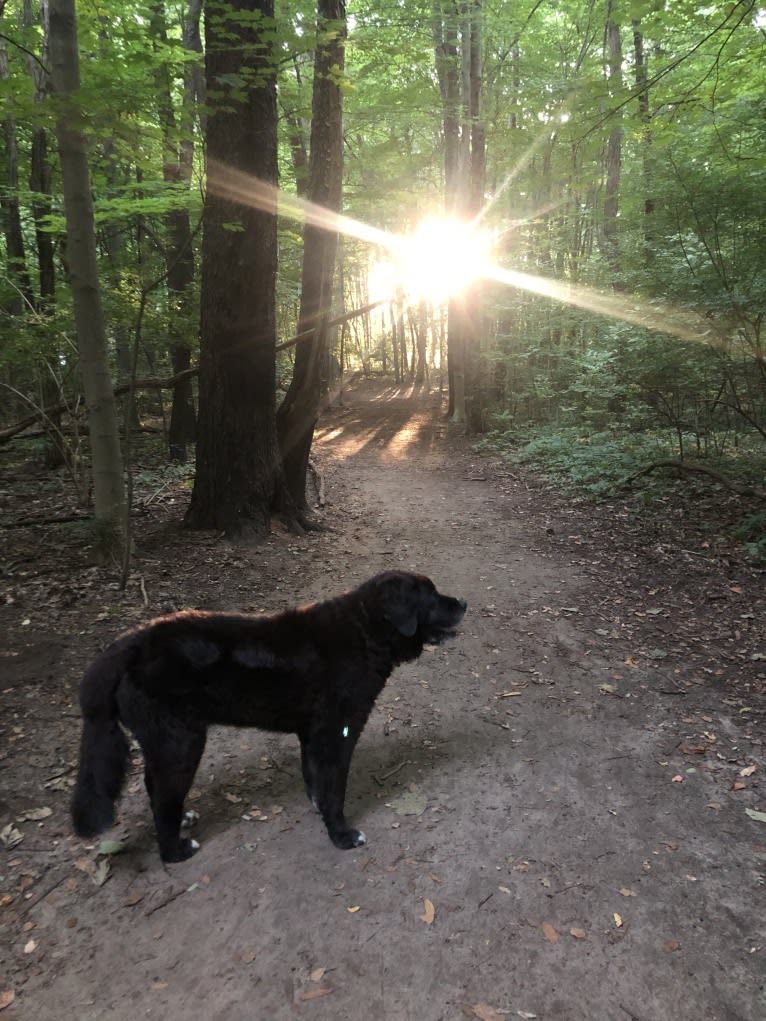 Dali, a Saint Bernard and Golden Retriever mix tested with EmbarkVet.com