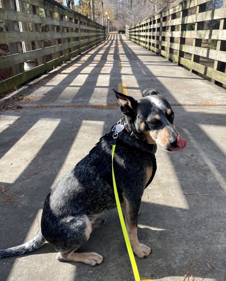 Geo, an Australian Cattle Dog and Rat Terrier mix tested with EmbarkVet.com