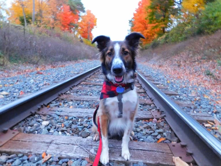 Bentley, an English Shepherd and Collie mix tested with EmbarkVet.com