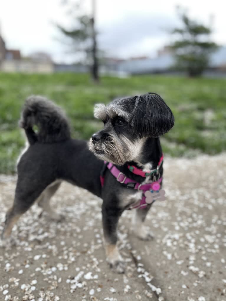 Tokki, a Shih Tzu and Pekingese mix tested with EmbarkVet.com