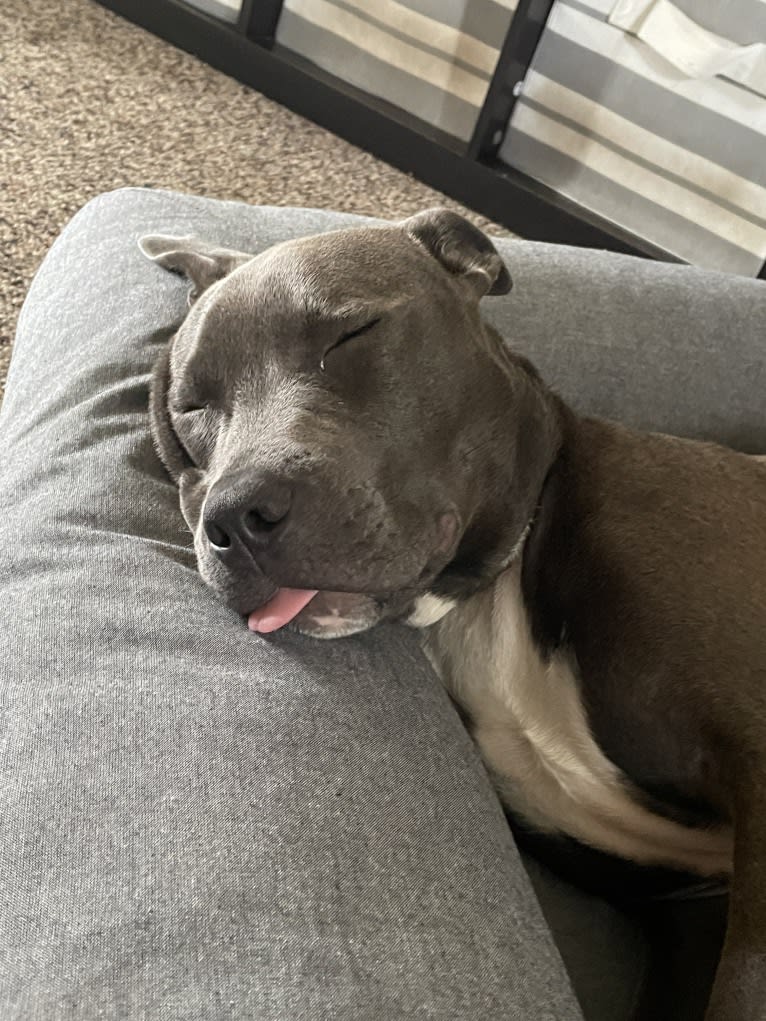Oliver, an American Pit Bull Terrier tested with EmbarkVet.com