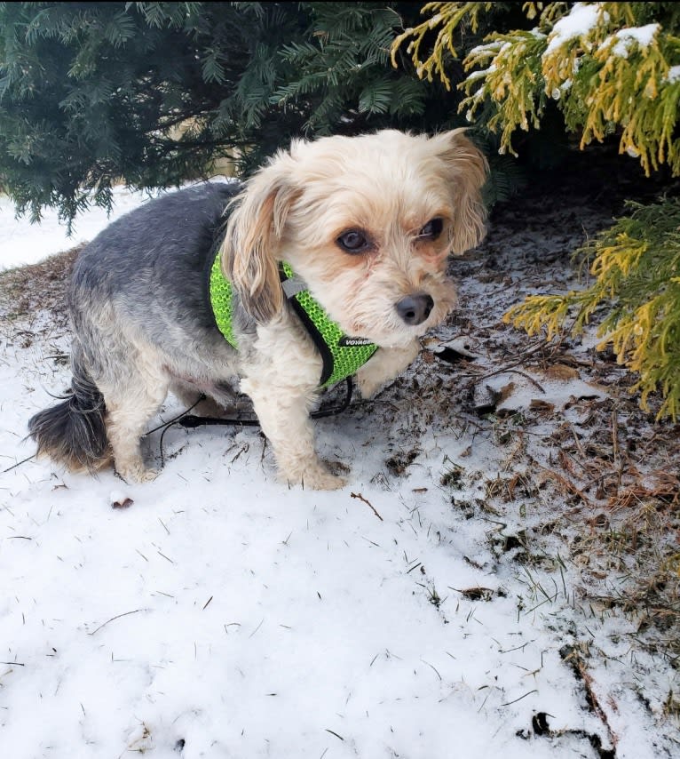 Mahrli, a Bichon Frise and Yorkshire Terrier mix tested with EmbarkVet.com