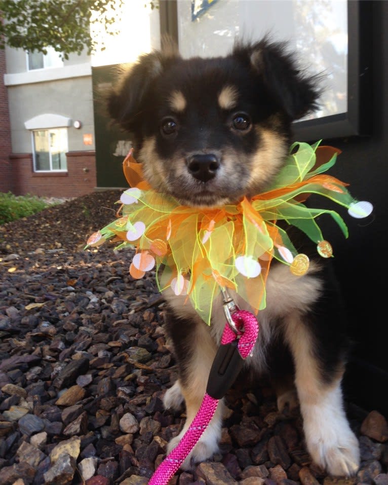 Luna, an Australian Cattle Dog and Chow Chow mix tested with EmbarkVet.com