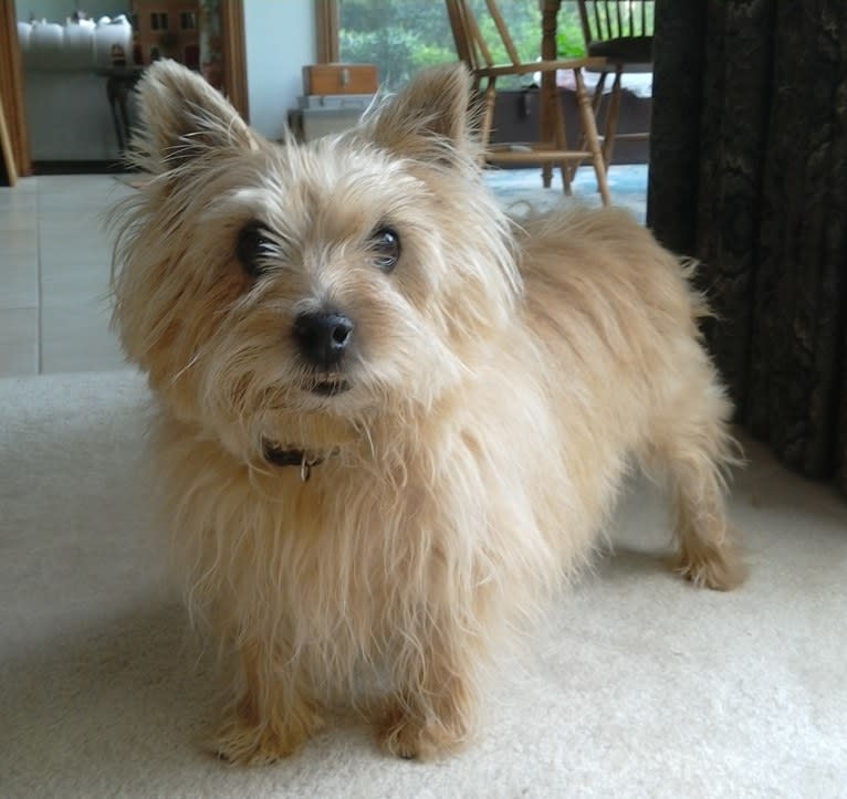 Taffy, a Norwich Terrier tested with EmbarkVet.com