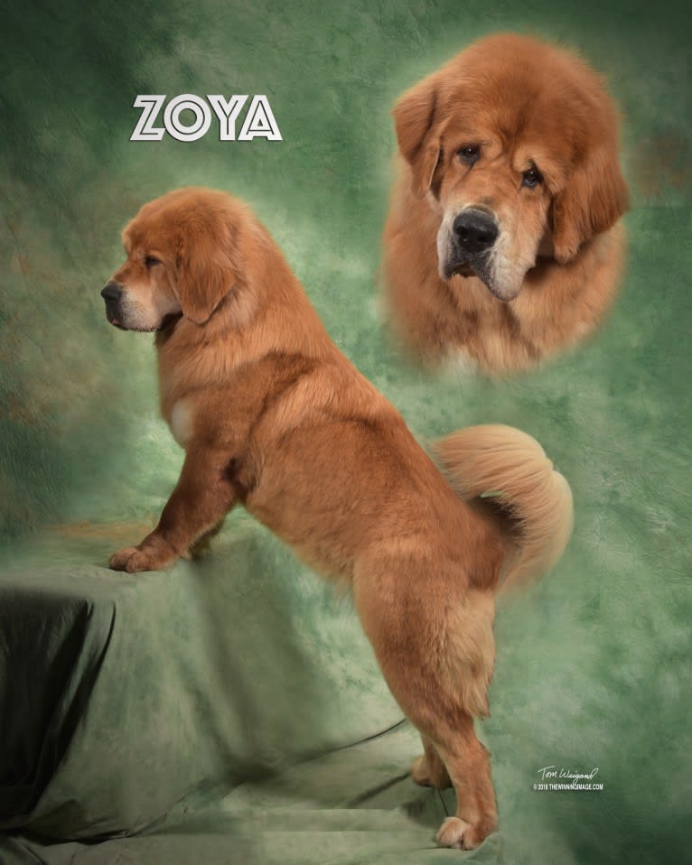 Zoya, a Tibetan Mastiff tested with EmbarkVet.com