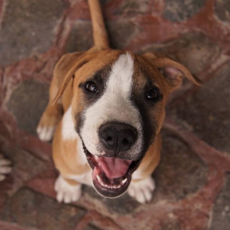 Dougie, an American Pit Bull Terrier and Boxer mix tested with EmbarkVet.com