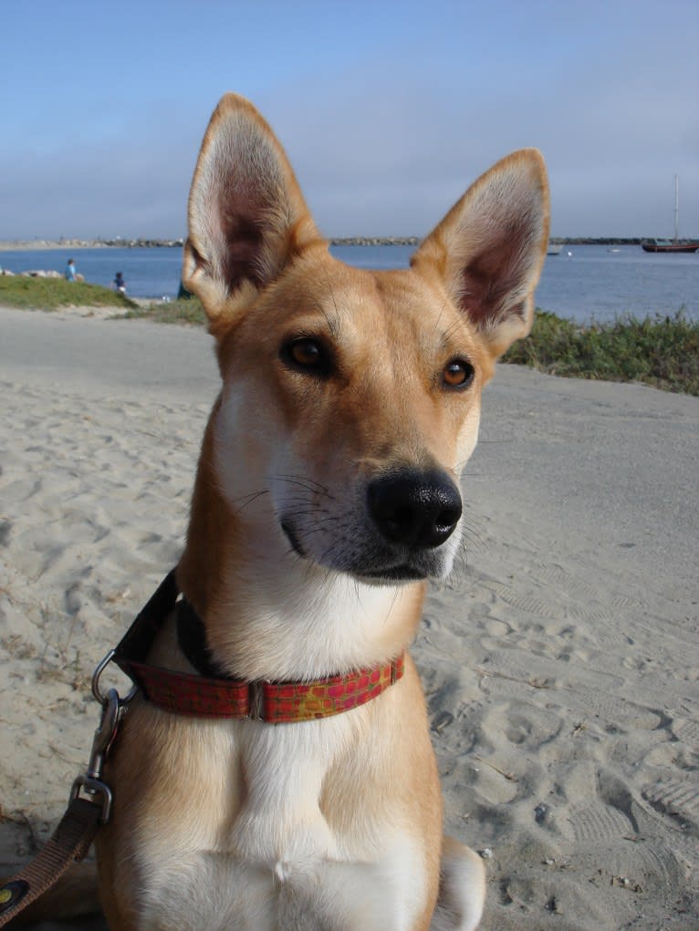 Lisa, a German Shepherd Dog and Staffordshire Terrier mix tested with EmbarkVet.com