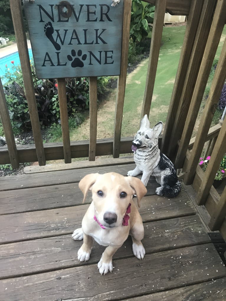 Willow, a Labrador Retriever and Treeing Walker Coonhound mix tested with EmbarkVet.com