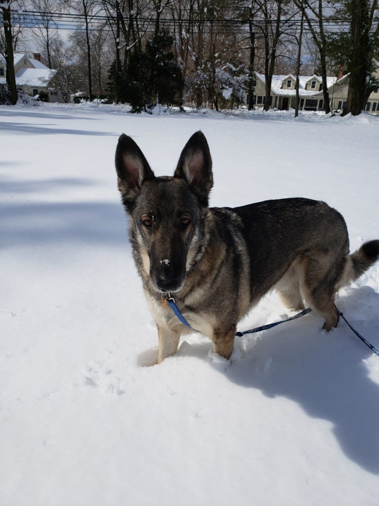 Balto, a German Shepherd Dog tested with EmbarkVet.com